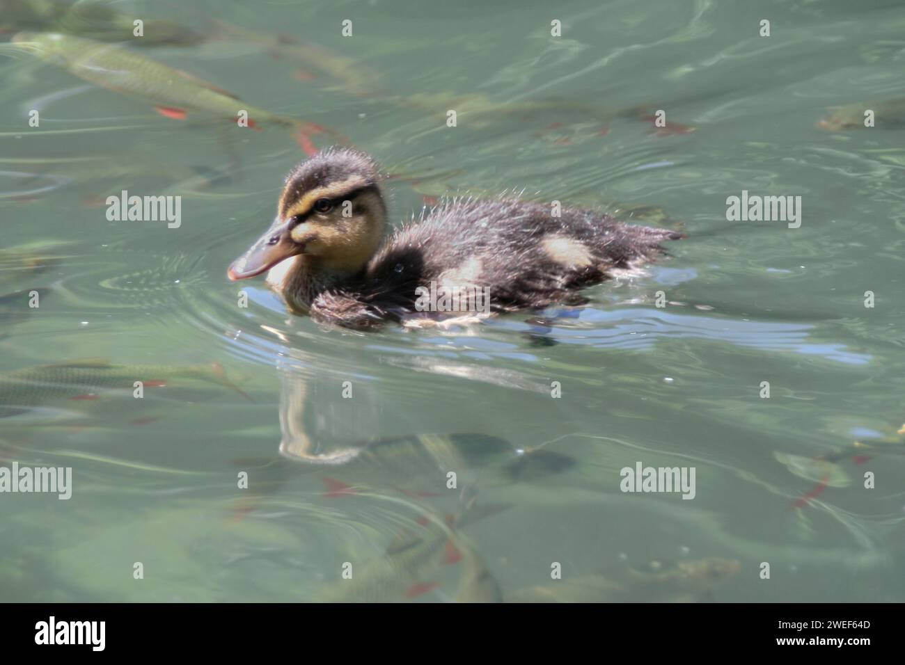 Germano reale giovane Foto Stock