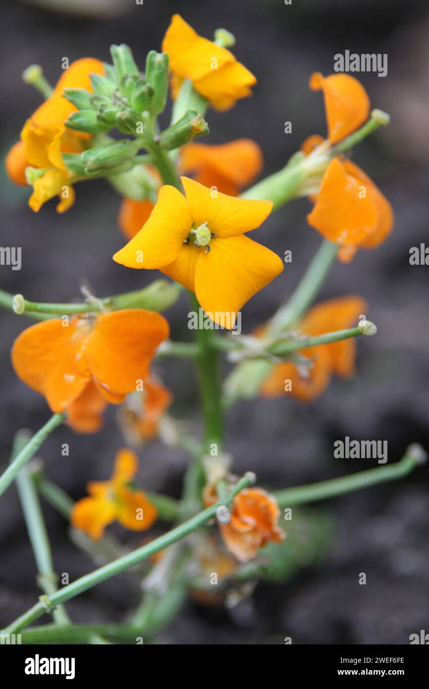 Wallflower Foto Stock