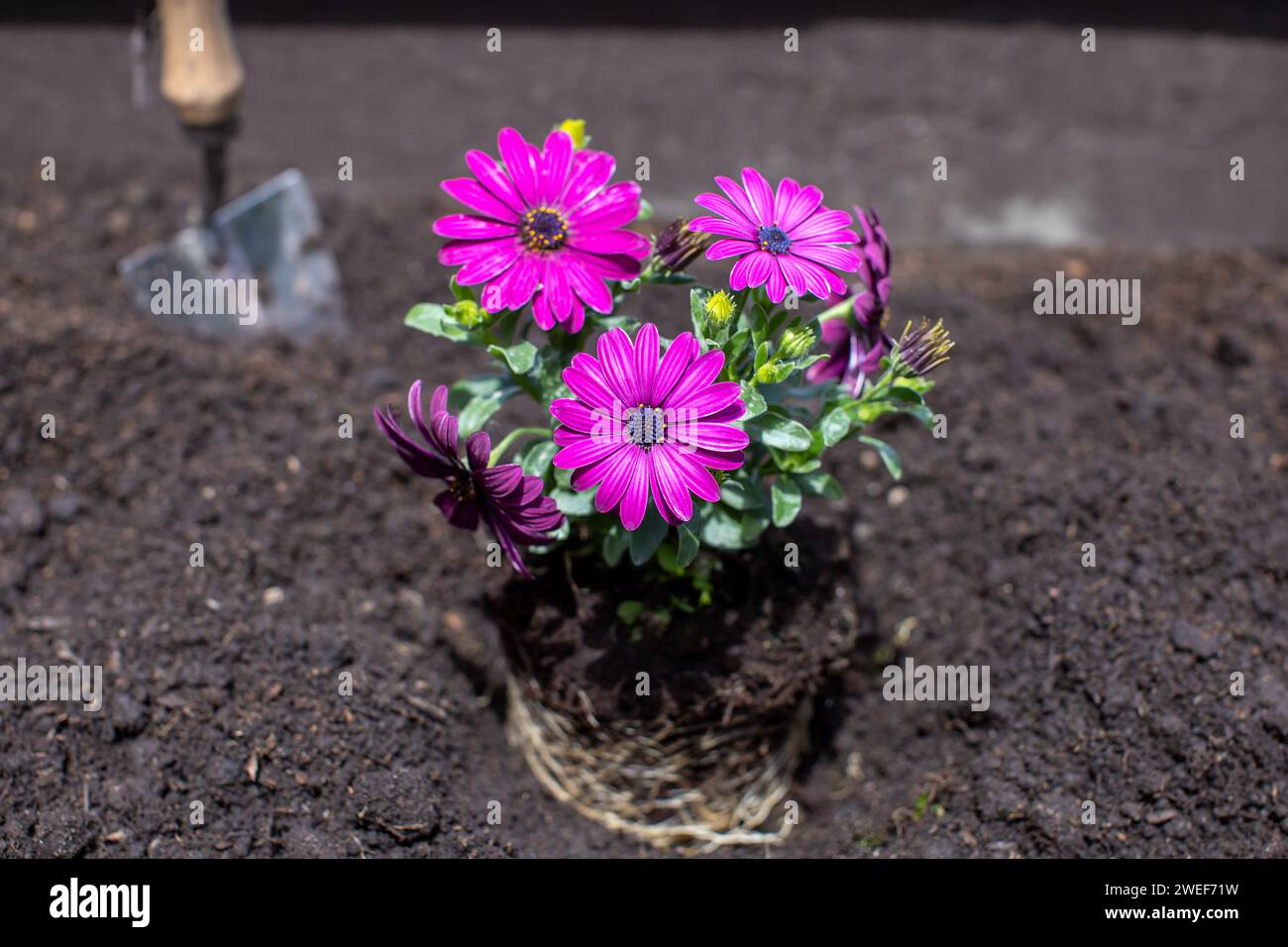 bellissimo fiore viola nel giardino di casa Foto Stock