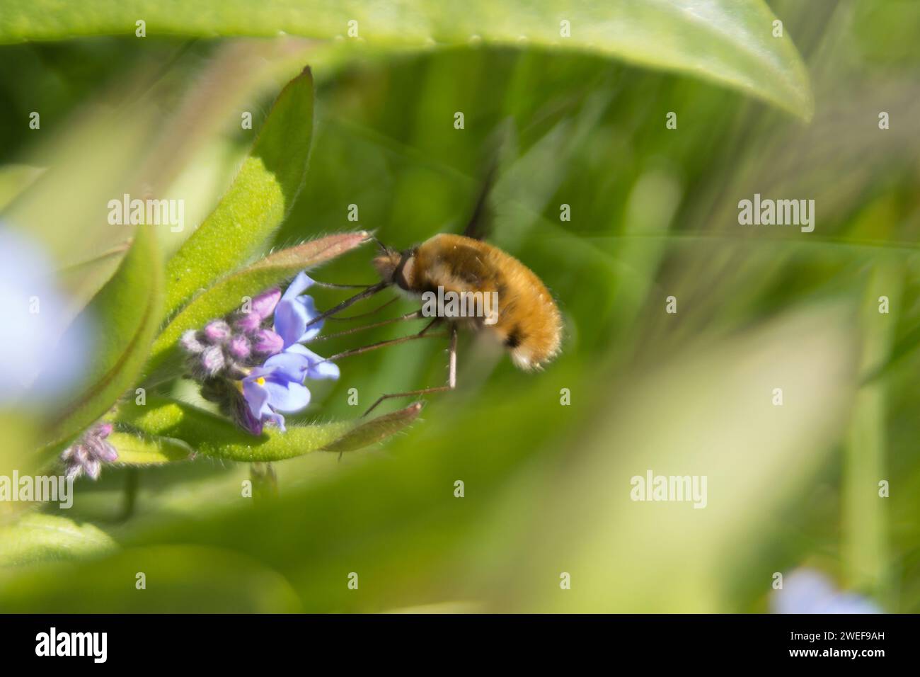 Bee-fly dai bordi scuri su Woodland-forget-me-not Foto Stock