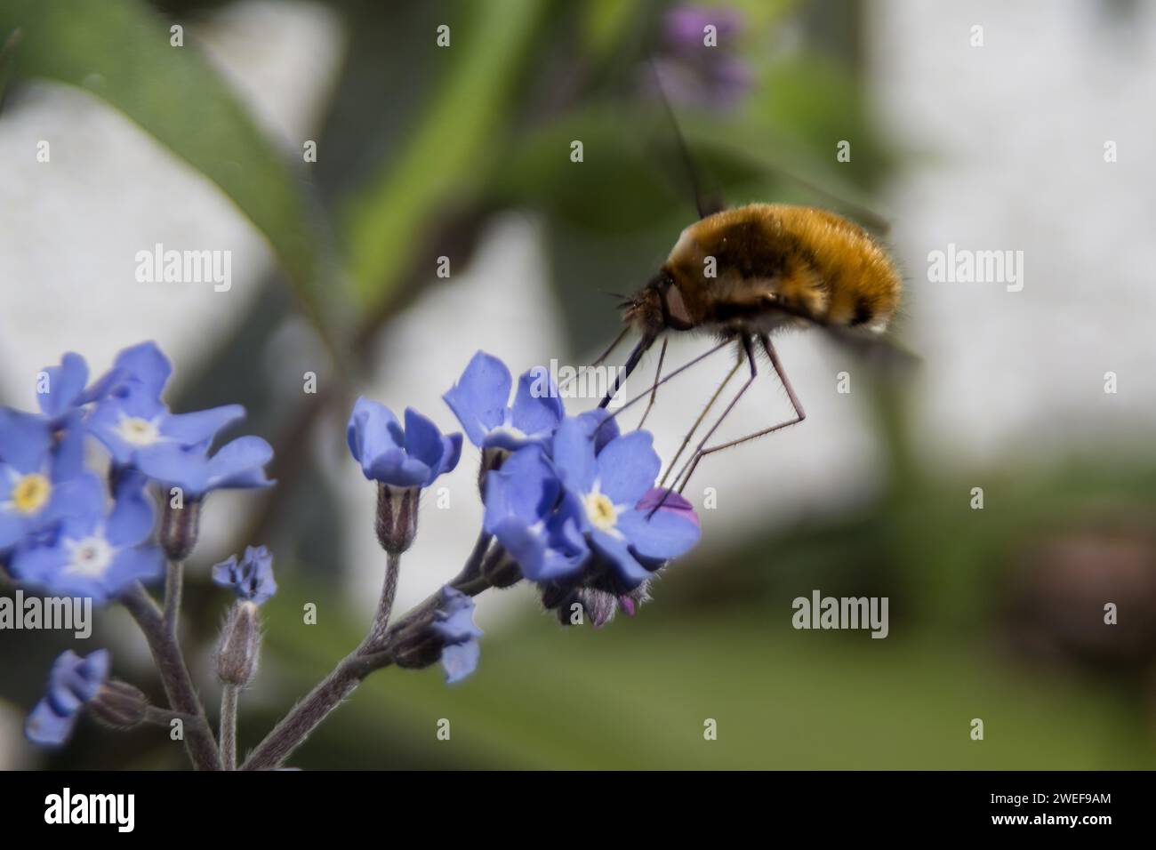 Bee-fly dai bordi scuri su Woodland-forget-me-not Foto Stock