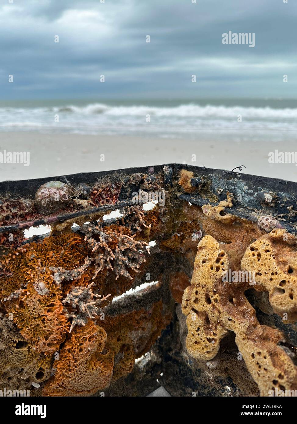 Colorata vita marina attaccata a una cassa di plastica che si è lavata sulla riva del Golfo del Messico in Florida. Foto Stock