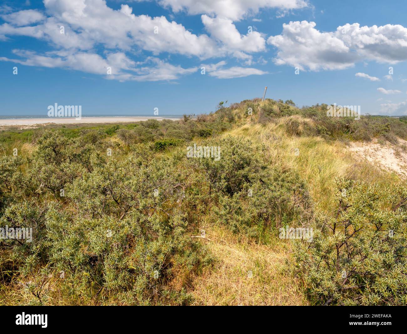 Cespugli di spina dorsale nelle dune di Schouwen-Duiveland vicino Renesse, Zelanda, Paesi Bassi Foto Stock
