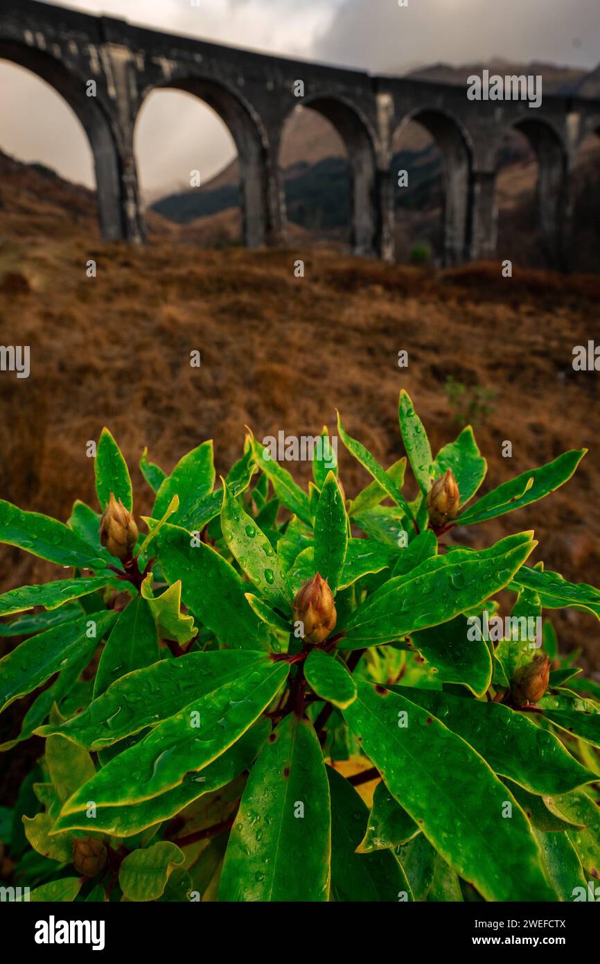 Piante verdi con il viadotto Glenfinnan sullo sfondo, Glenfinnan, Scozia. Foto Stock