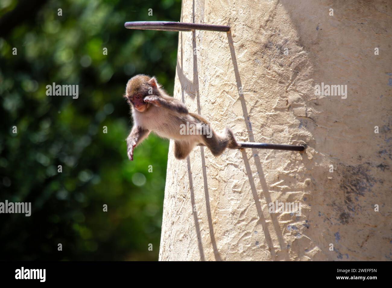 Macaque giapponese intelligente (Macaca fuscata) osservata nella periferia urbana di Tokyo. Un intrigante incontro con questa scimmia delle nevi, in mostra adap Foto Stock