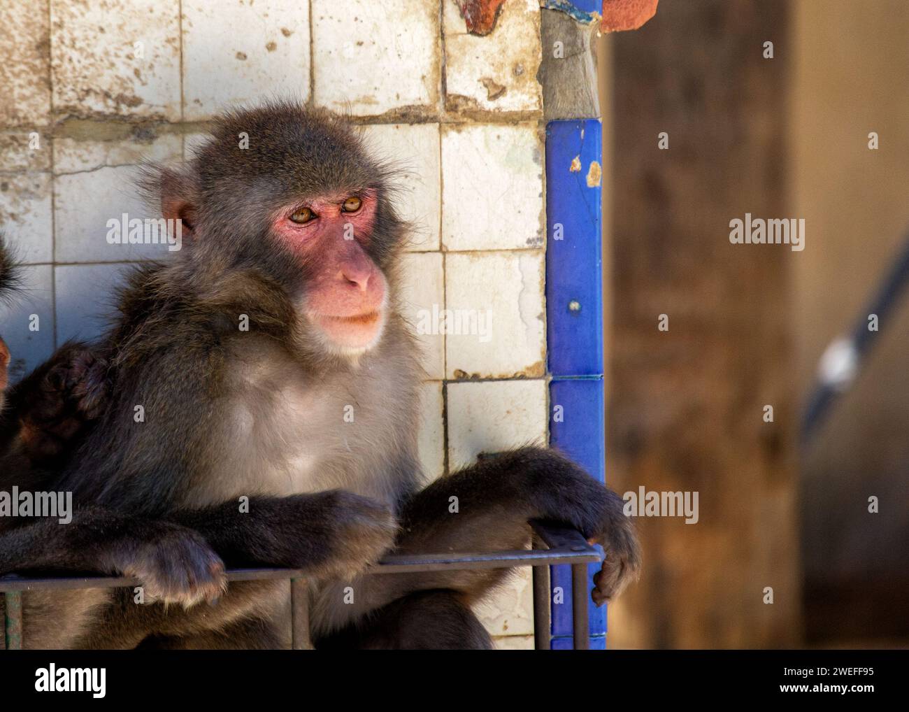 Macaque giapponese intelligente (Macaca fuscata) osservata nella periferia urbana di Tokyo. Un intrigante incontro con questa scimmia delle nevi, in mostra adap Foto Stock