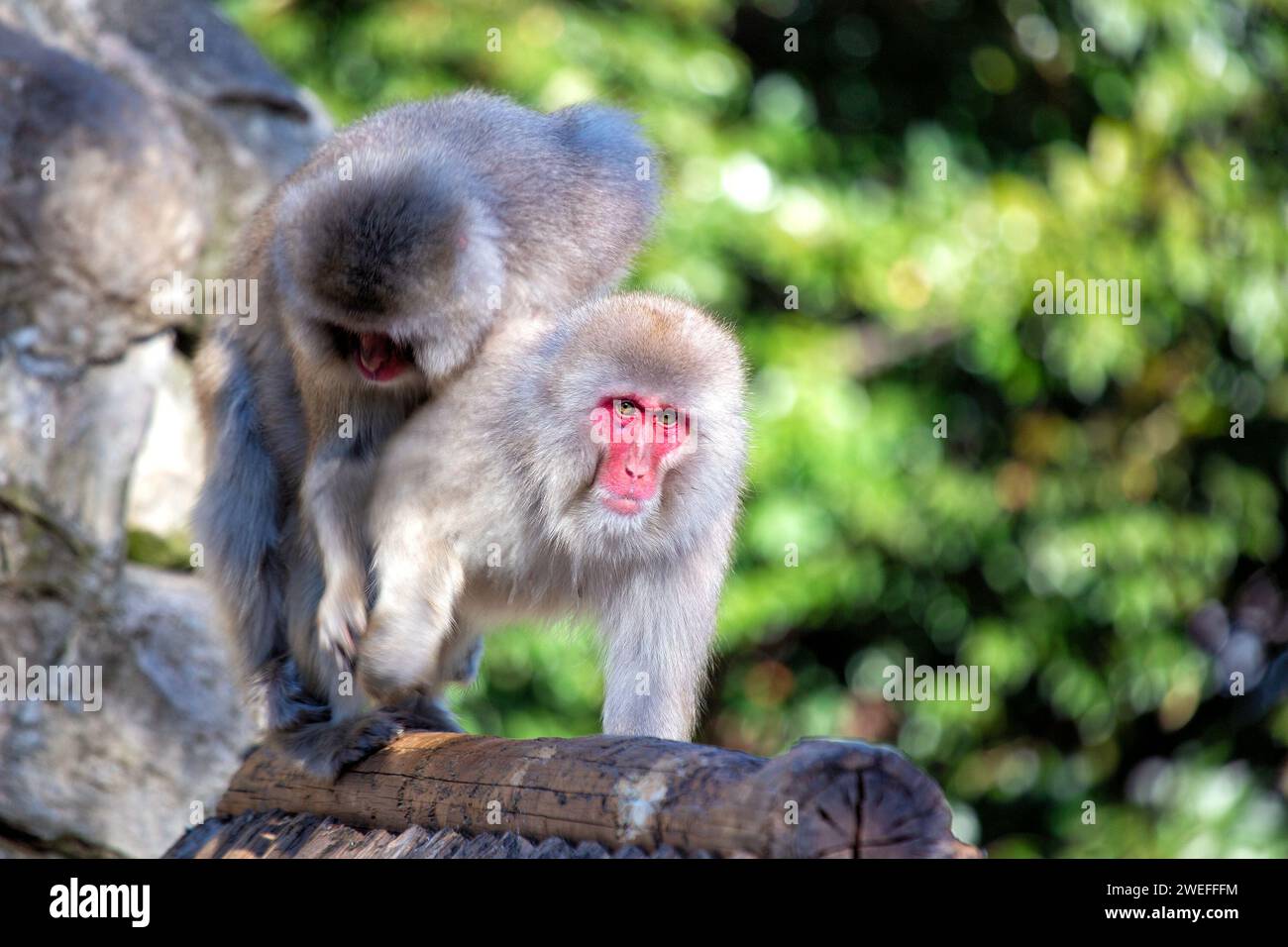 Macaque giapponese intelligente (Macaca fuscata) osservata nella periferia urbana di Tokyo. Un intrigante incontro con questa scimmia delle nevi, in mostra adap Foto Stock