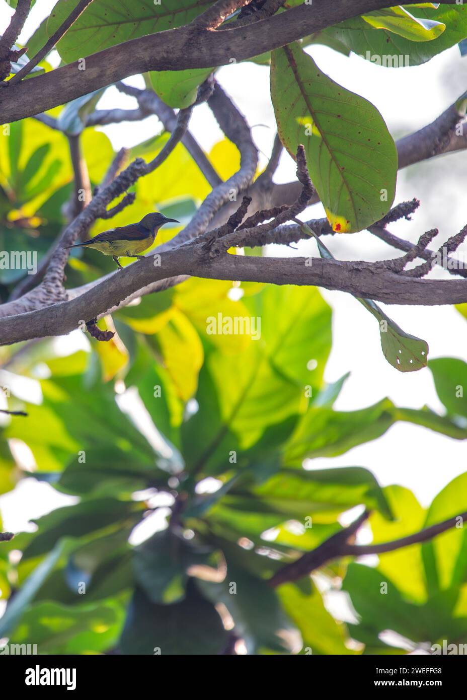 Delizioso uccello solare dalla gola marrone (Anthreptes malacensis) che mostra il suo vivace piumaggio e si nutre di nettare. Comunemente diffuso nel sud-est asiatico, incl Foto Stock