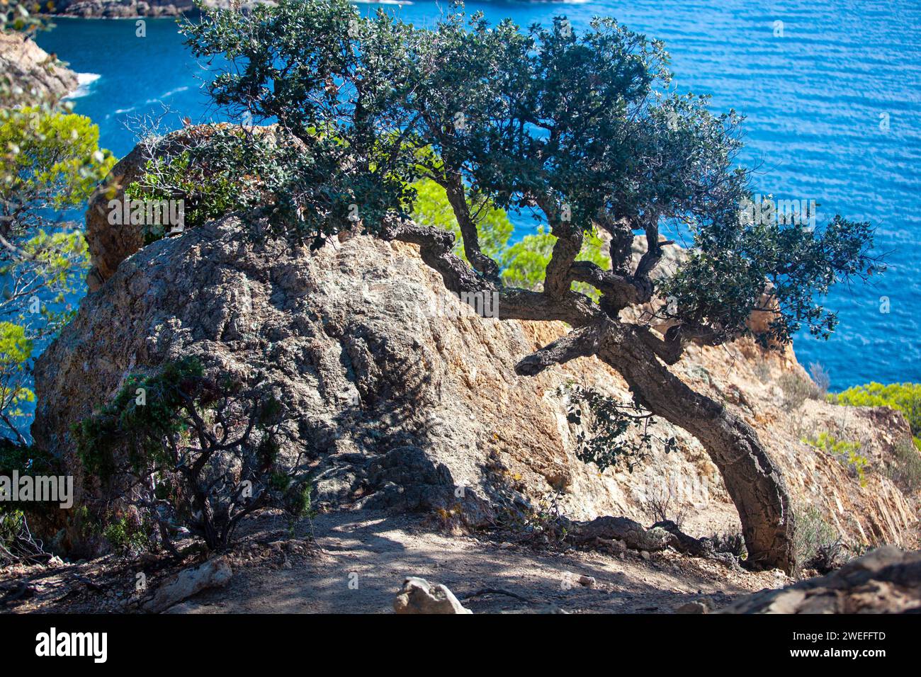 costa marina, località, montagne, foresta, mare, rocce, sentieri di montagna, turismo, località ecologica, città costiera, fauna selvatica, città costiera spagnola, Tossa de Foto Stock