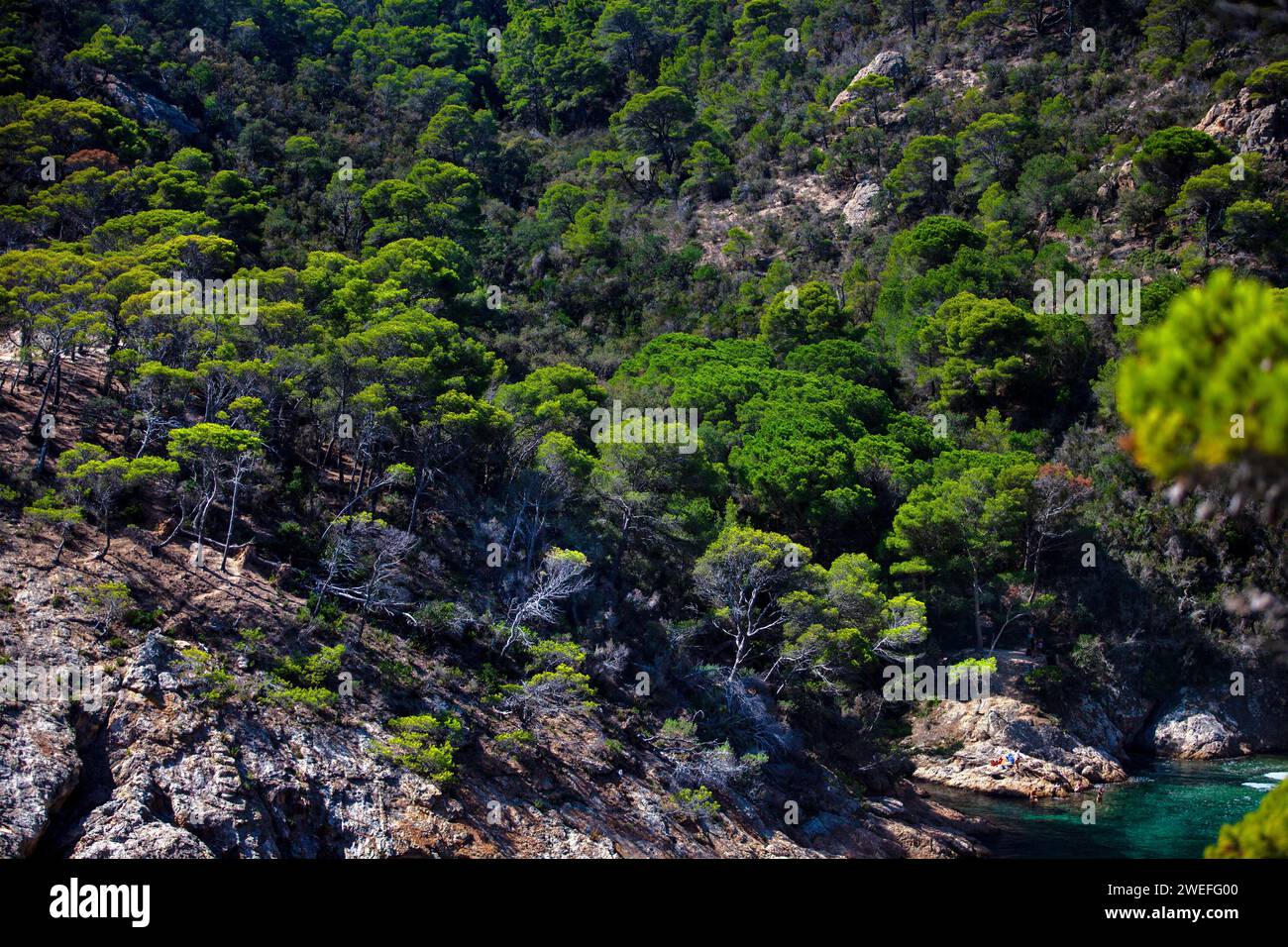 costa marina, località, montagne, foresta, mare, rocce, sentieri di montagna, turismo, località ecologica, città costiera, fauna selvatica, città costiera spagnola, Tossa de Foto Stock