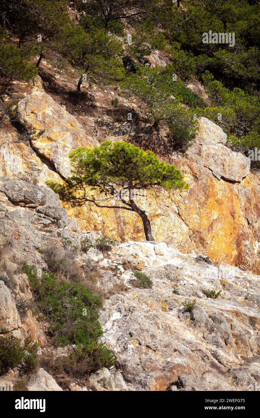 costa marina, località, montagne, foresta, mare, rocce, sentieri di montagna, turismo, località ecologica, città costiera, fauna selvatica, città costiera spagnola, Tossa de Foto Stock