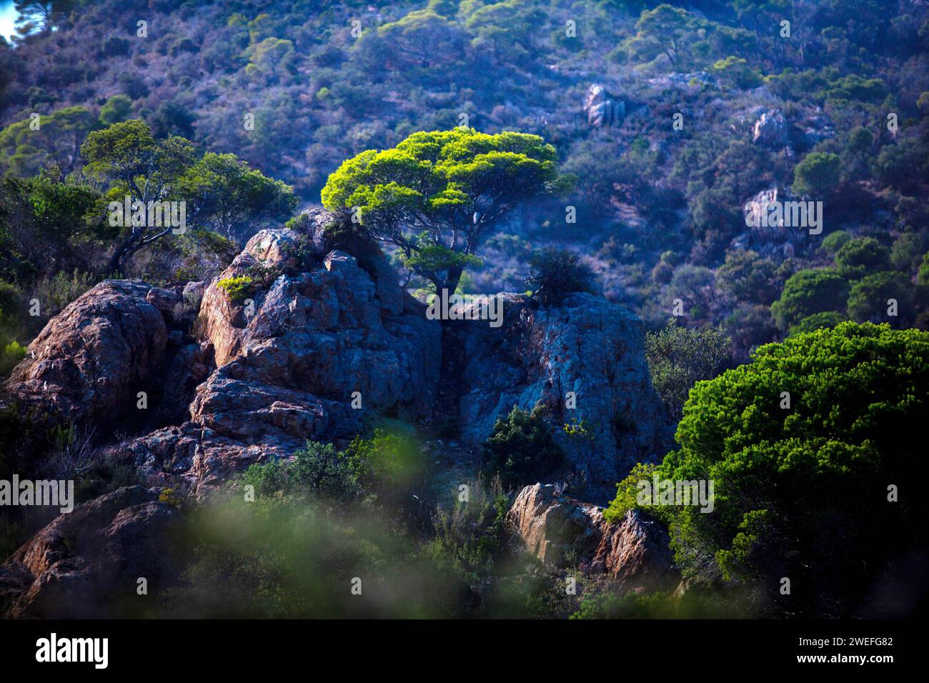 costa marina, località, montagne, foresta, mare, rocce, sentieri di montagna, turismo, località ecologica, città costiera, fauna selvatica, città costiera spagnola, Tossa de Foto Stock