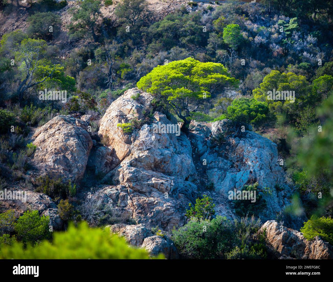 costa marina, località, montagne, foresta, mare, rocce, sentieri di montagna, turismo, località ecologica, città costiera, fauna selvatica, città costiera spagnola, Tossa de Foto Stock