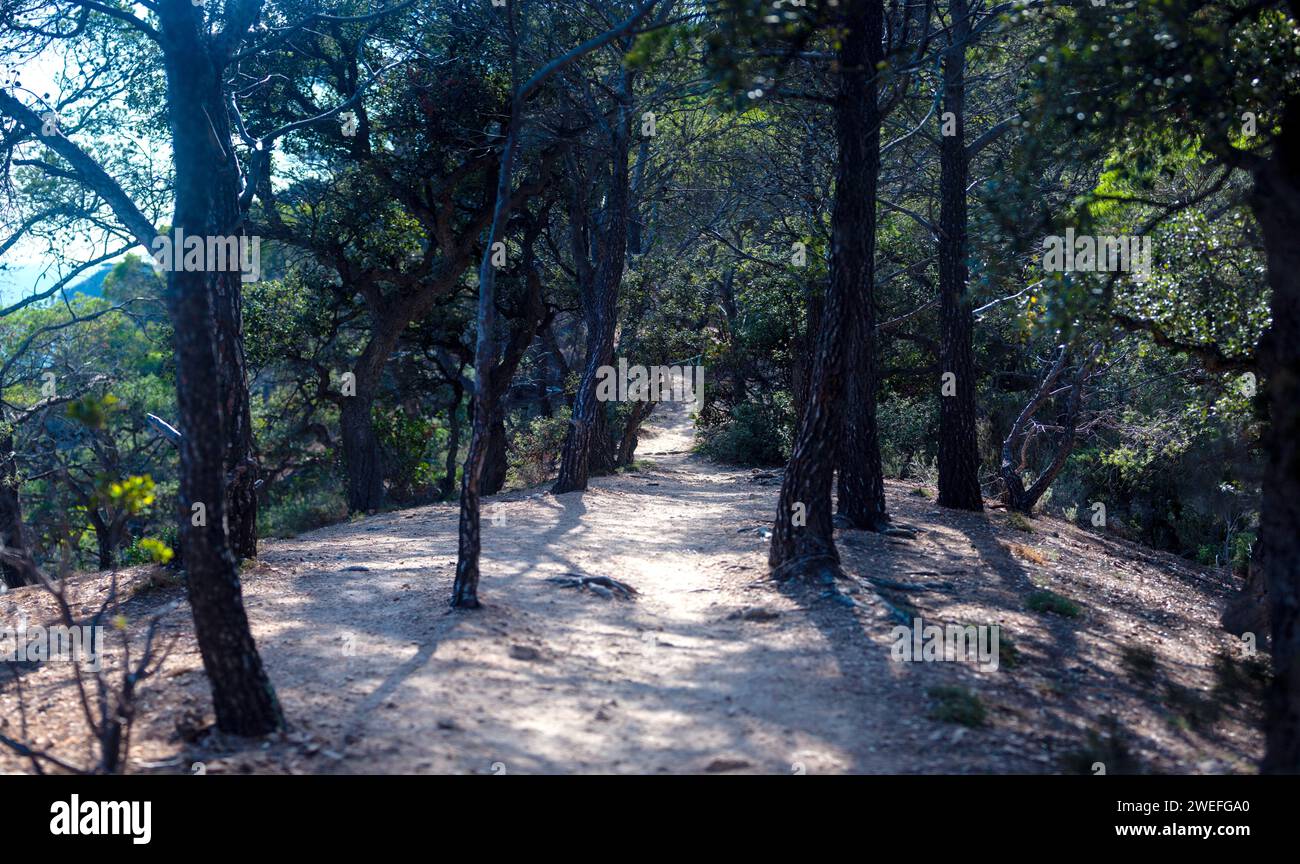 costa marina, località, montagne, foresta, mare, rocce, sentieri di montagna, turismo, località ecologica, città costiera, fauna selvatica, città costiera spagnola, Tossa de Foto Stock