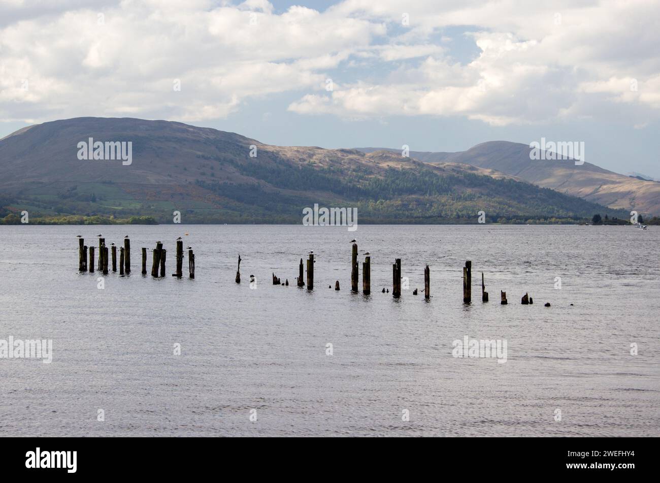 Vecchi pali sommersi e intemprati, tutto ciò che rimane di un molo molto tempo fa a Loch Lommond, visto dalla città di Balloch nelle Highlands scozzesi Foto Stock