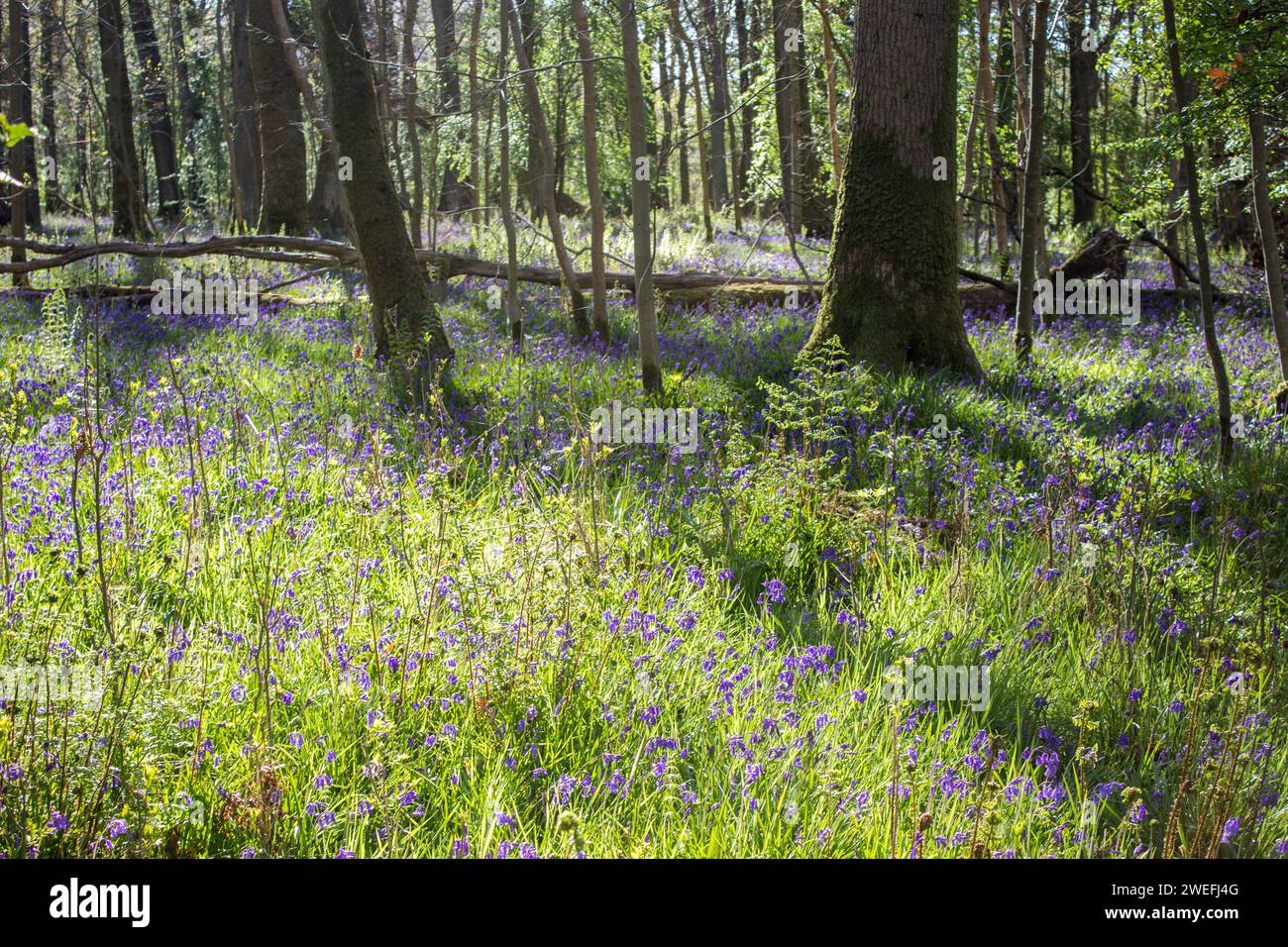 Al mattino presto, ombra e luce del sole in un legno di campanello blu con campanelli inglesi in fiore Foto Stock