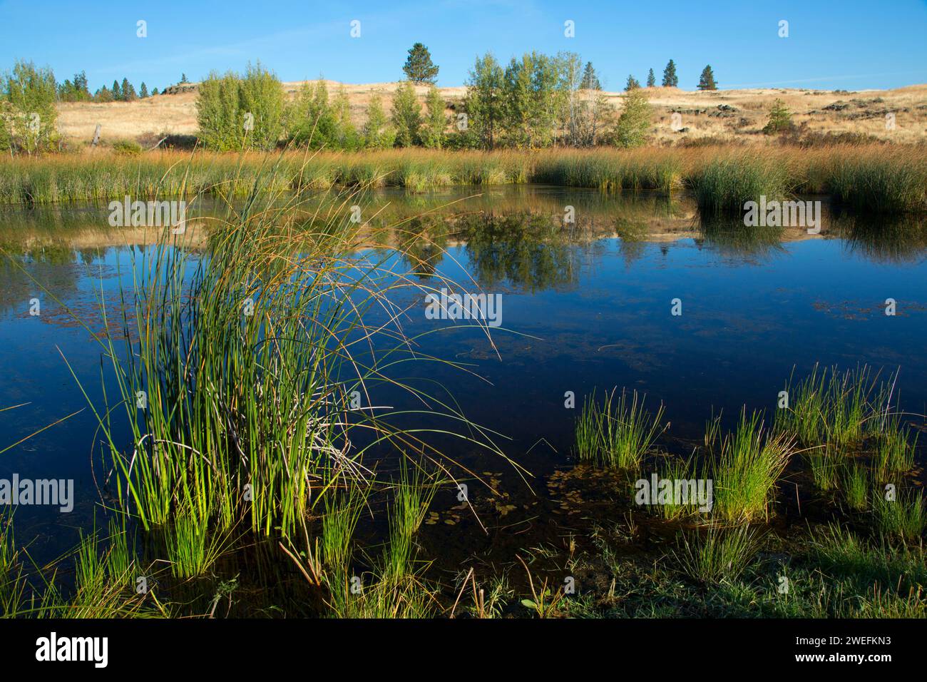 Scabland stagno, Fishtrap Recreation Area, Contea di Spokane, Washington Foto Stock