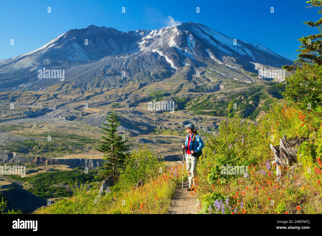 Sentiero di confine a Mt St Helens, Mt St Helens National Volcanic Monument, Washington Foto Stock