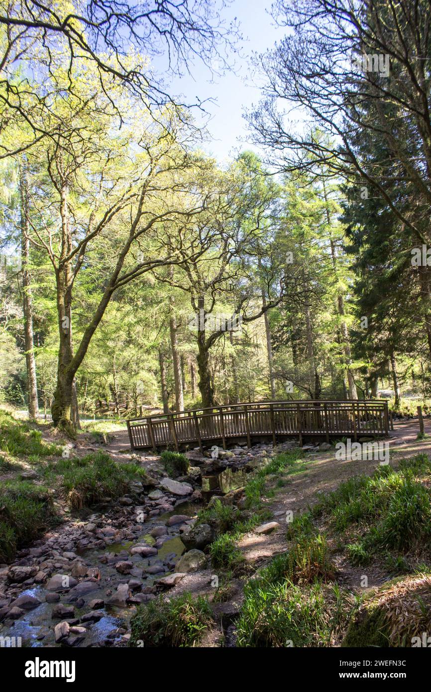 Un piccolo ponte di legno che attraversa uno stretto ruscello in un bosco deciduo con una nuova crescita verde brillante nel Queen Elizabeth Forest Park Foto Stock