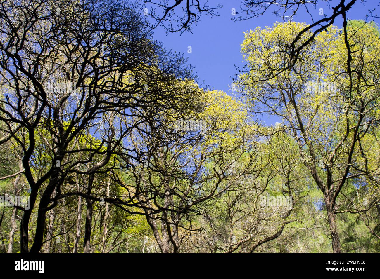 Querce, nuova crescita primaverile Foto Stock