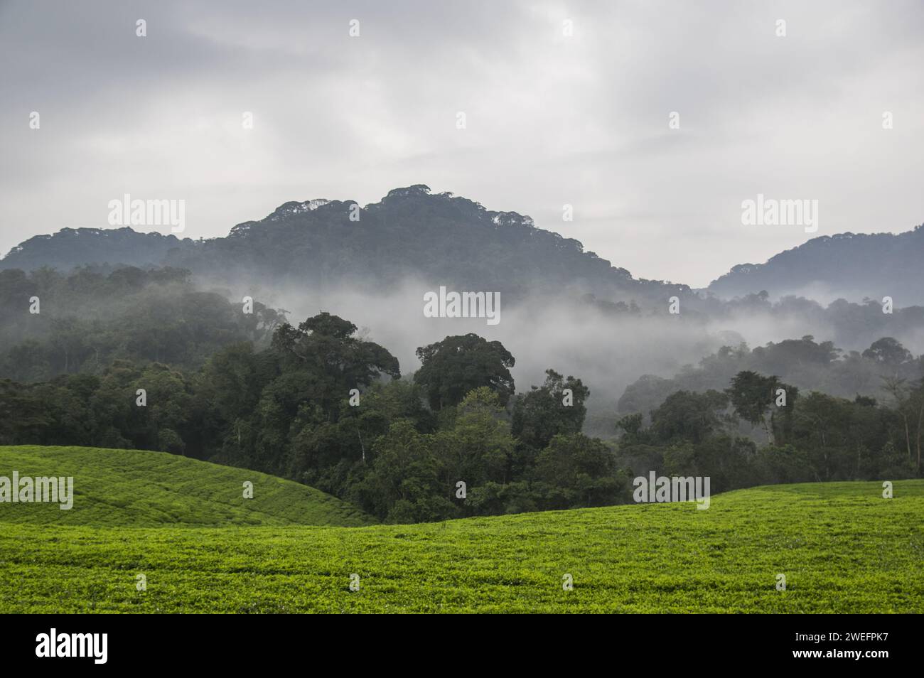 Una mattinata nebbiosa nel Nyungwe National Park nel sud-ovest del Ruanda, con colline e foreste lussureggianti lungo il sentiero che conduce alla passeggiata tra le tettoie, una delle principali attrazioni turistiche Foto Stock