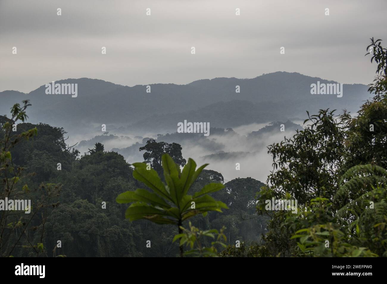 Una mattinata nebbiosa nel Nyungwe National Park nel sud-ovest del Ruanda, con colline nebbiose e foreste lussureggianti lungo il sentiero per la passeggiata tra le cime delle baldacche, un'attrazione turistica Foto Stock