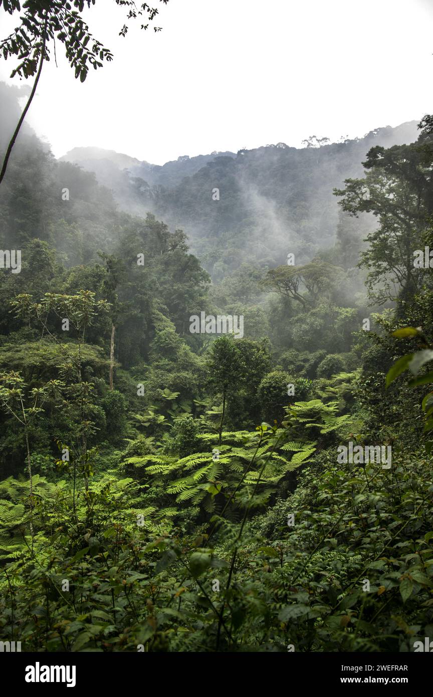 Una mattinata nebbiosa nel Nyungwe National Park nel sud-ovest del Ruanda, con colline e foreste lussureggianti lungo il sentiero che conduce alla passeggiata tra le tettoie, una delle principali attrazioni turistiche Foto Stock