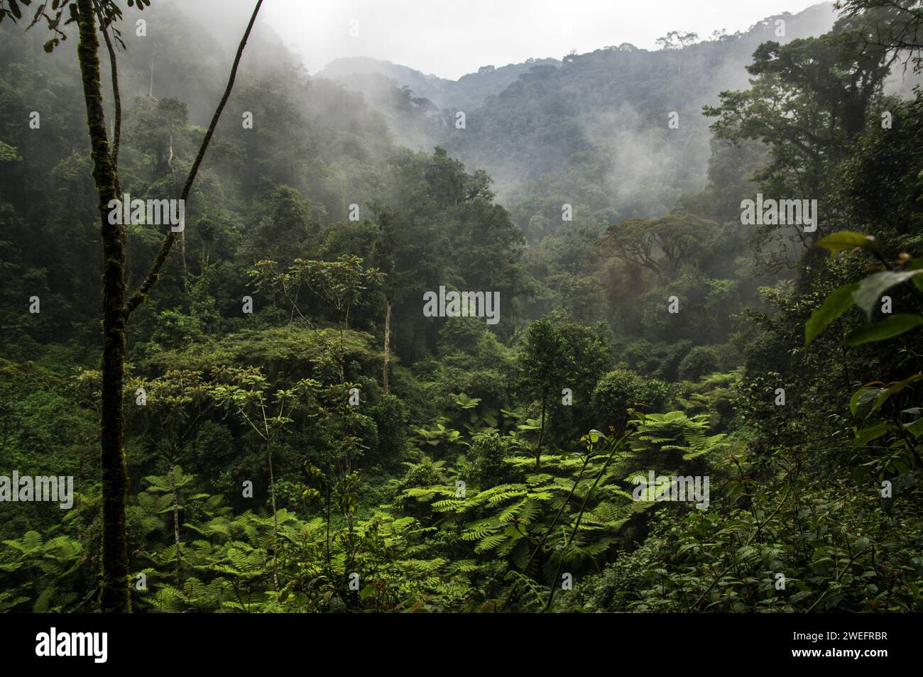 Una mattinata nebbiosa nel Nyungwe National Park nel sud-ovest del Ruanda, con colline nebbiose e foreste lussureggianti lungo il sentiero per la passeggiata tra le cime delle baldacche, un'attrazione turistica Foto Stock