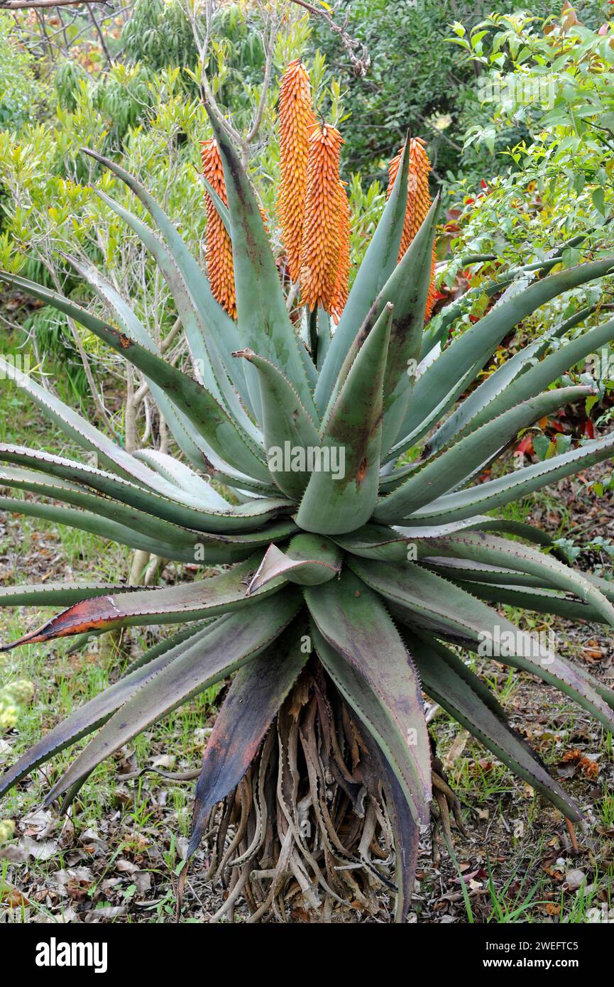L'aloe di montagna (Aloe marlothii) è una pianta succulenta perenne originaria dell'Africa meridionale. Foto Stock