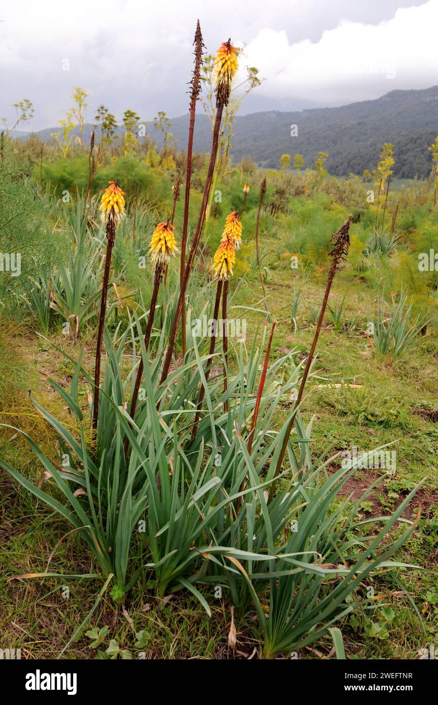 Il poker rosso caldo (Kniphofia foliosa) è un'erba perenne endemica dell'Etiopia. Questa foto è stata scattata nel Parco Nazionale di Bale, Etiopia. Foto Stock