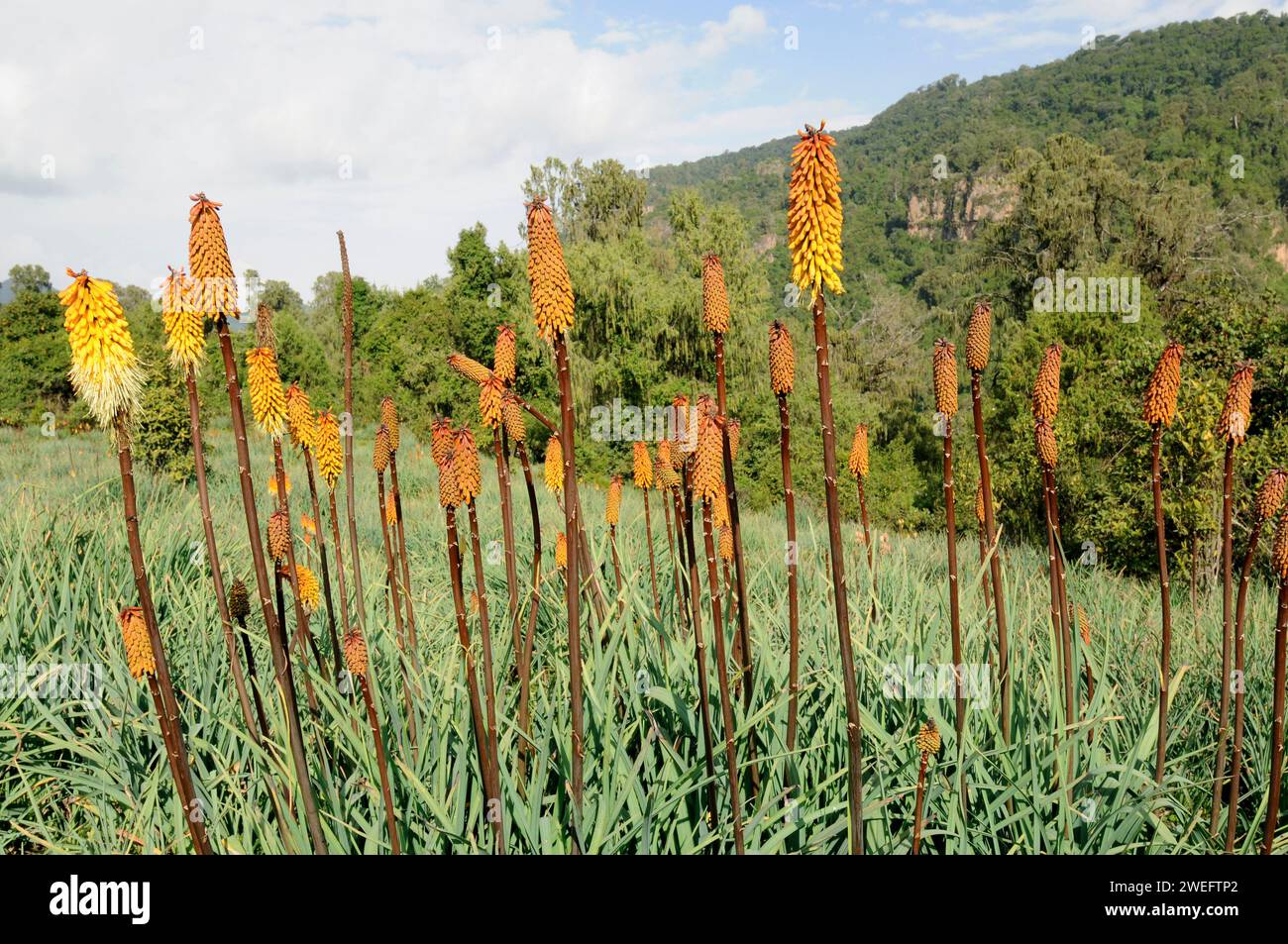 Il poker rosso caldo (Kniphofia foliosa) è un'erba perenne endemica dell'Etiopia. Questa foto è stata scattata nel Parco Nazionale di Bale, Etiopia. Foto Stock