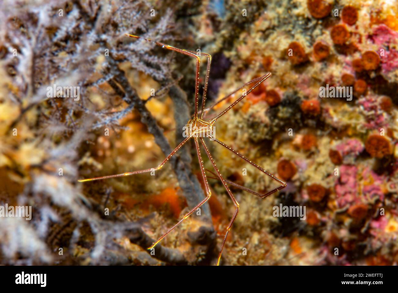 Aragosta squat di ragno nelle Filippine Foto Stock