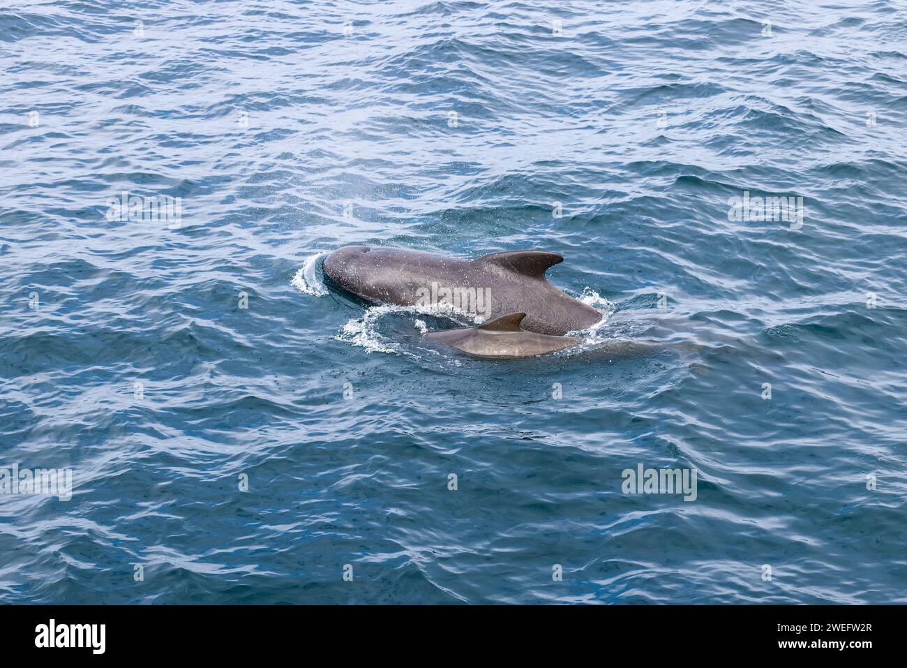 Una balena pilota madre e il suo vitello scivolano attraverso le vivaci acque azzurre, le loro forme eleganti creano dolci increspature Foto Stock