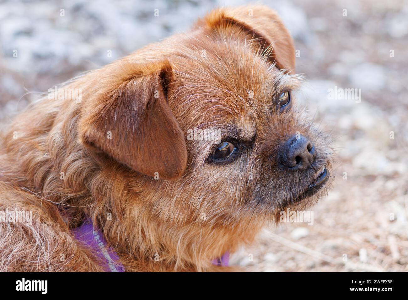 Primo piano della testa del mio cane Nami con una faccia preoccupata Foto Stock