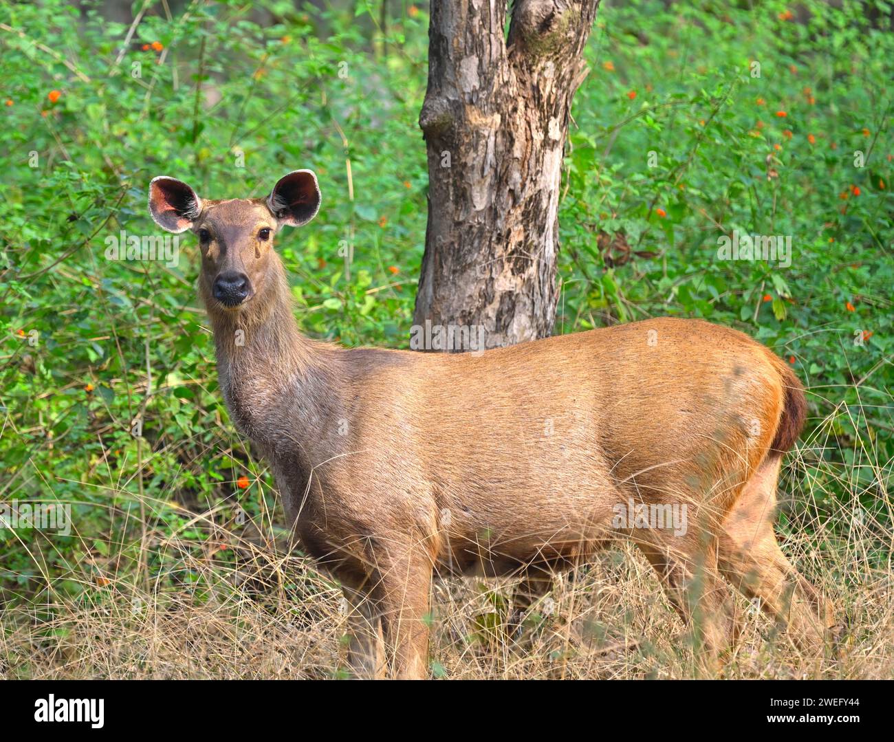 Volto di una femmina di cervo sambar vista nella foresta del Parco Nazionale di Pench Foto Stock