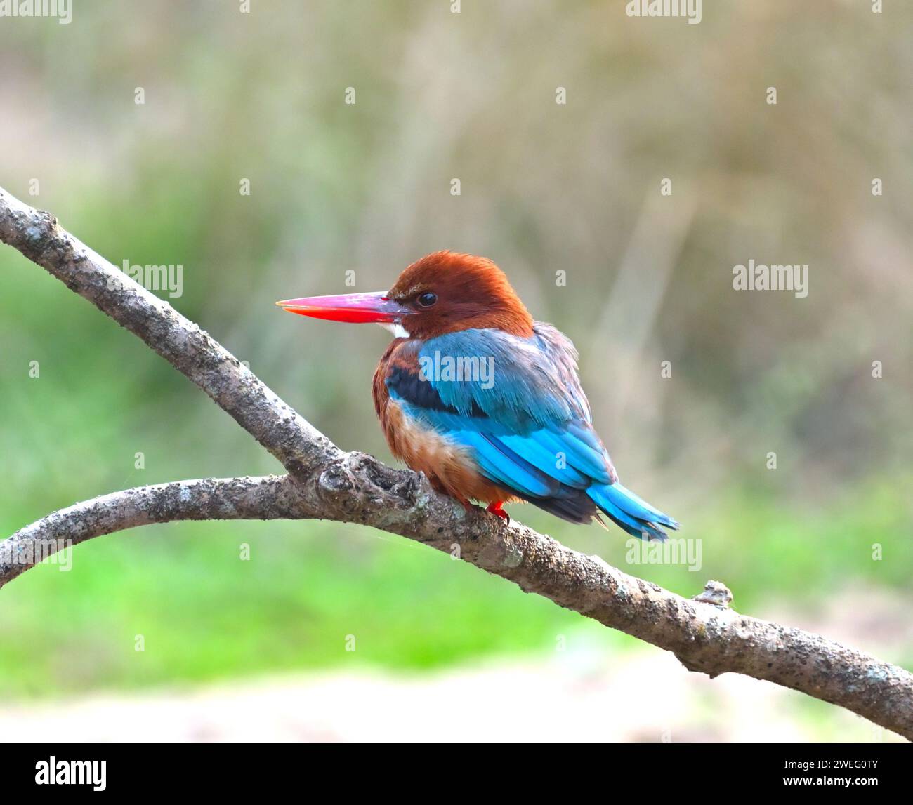 Pench National Park | occhio sinistro dell'uccello Kingfisher arroccato su un ramo Foto Stock