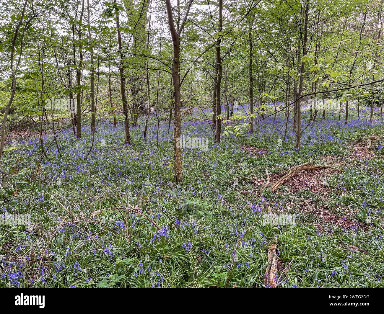 Campanelle nel bosco ad Arley Hall, Arley, Knutsford, Cheshirte, Regno Unito Foto Stock