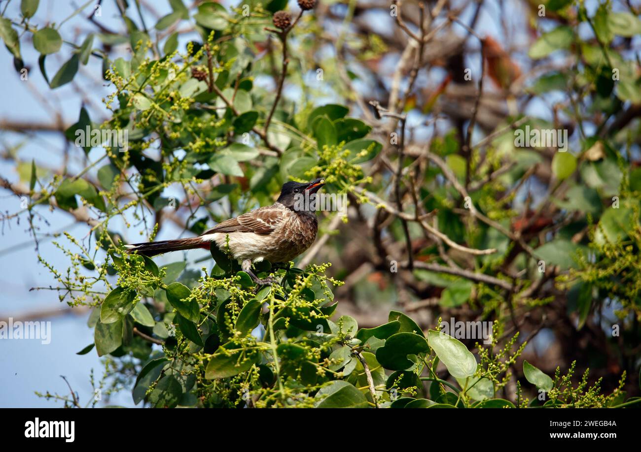 Bulbi rossi ventilati appollaiati su un albero Foto Stock