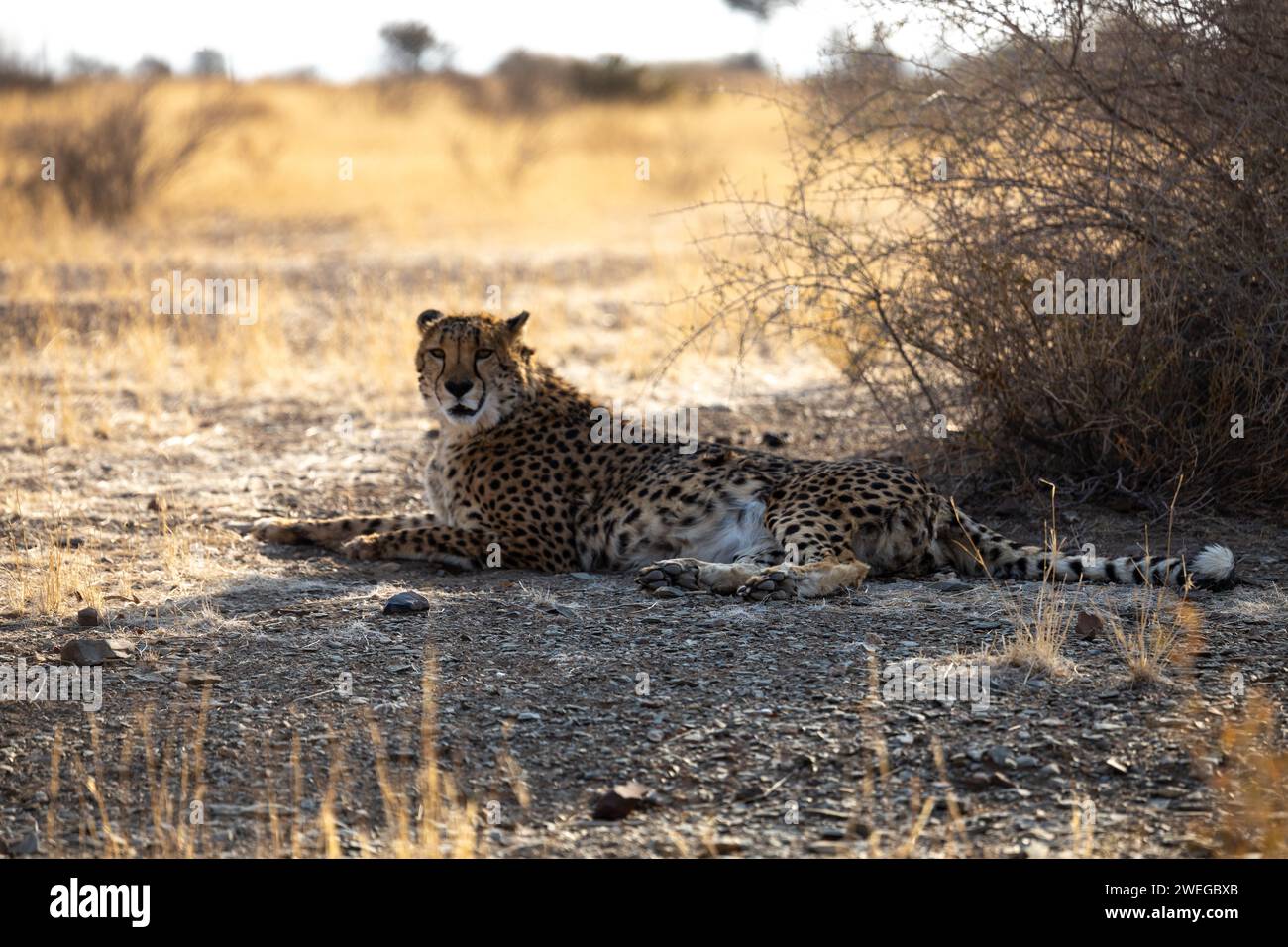 Cheetah riposa per terra nella selvaggia natura selvaggia Foto Stock