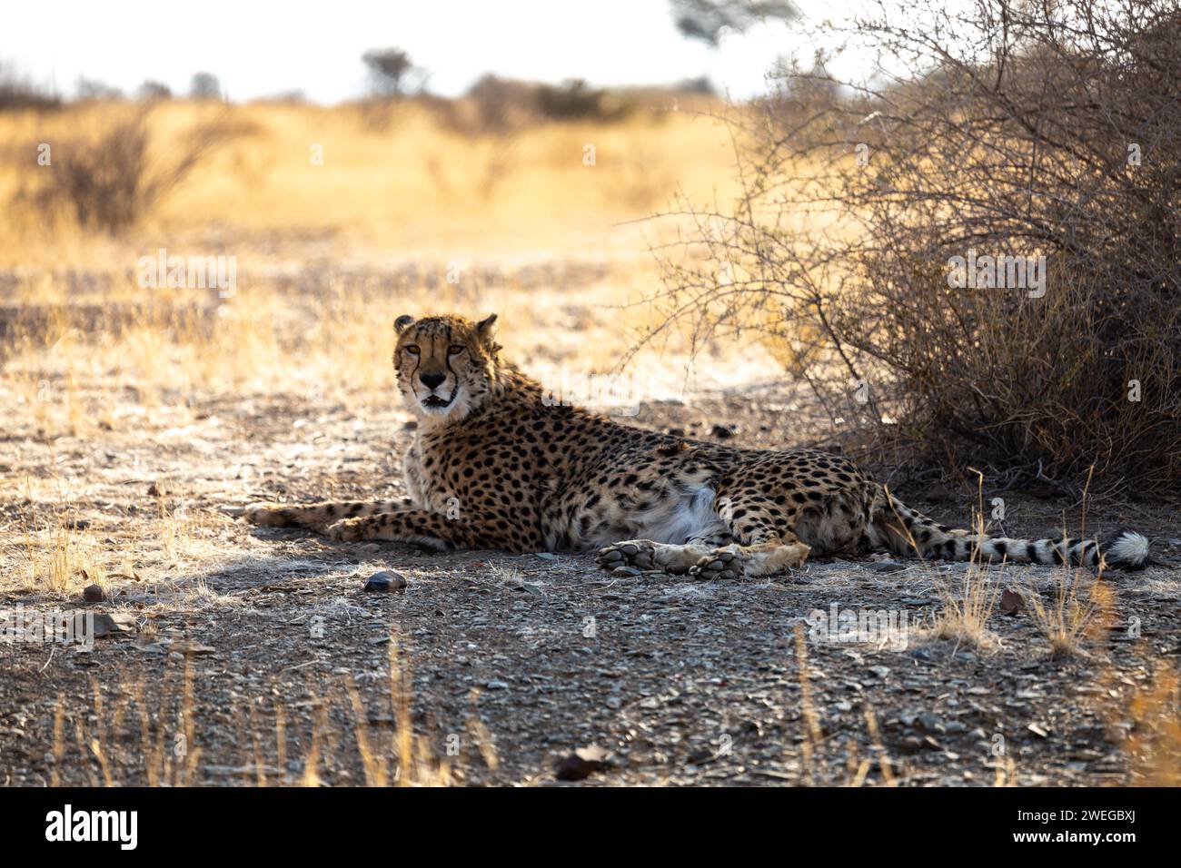 Cheetah riposa per terra Foto Stock