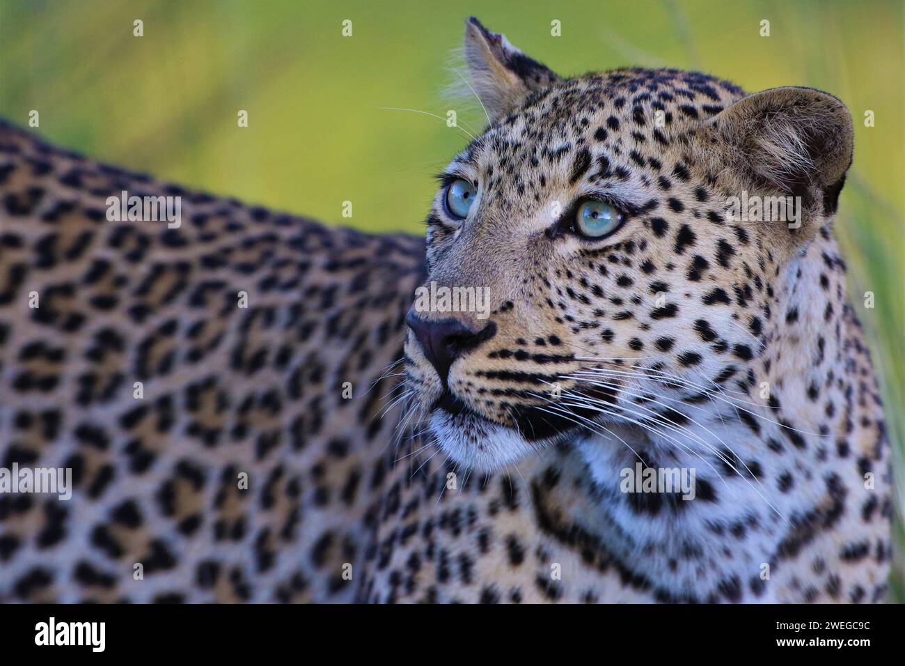 leopardo Foto Stock