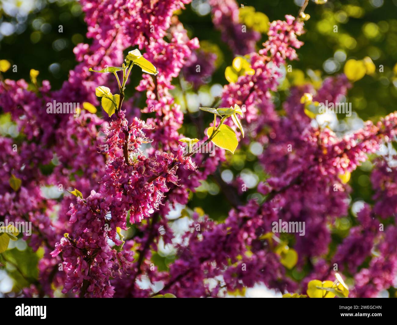 primo piano sui rami in fiore viola dell'albero di giuda nel giardino. sfondo naturale in un caldo giorno di aprile Foto Stock