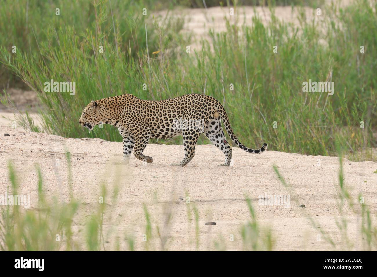 leopardo Foto Stock