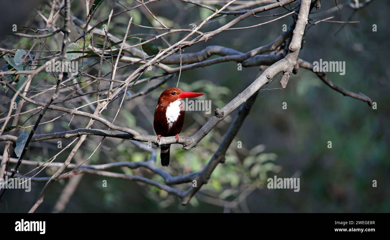 kingfisher dalla gola bianca arroccato su un albero Foto Stock