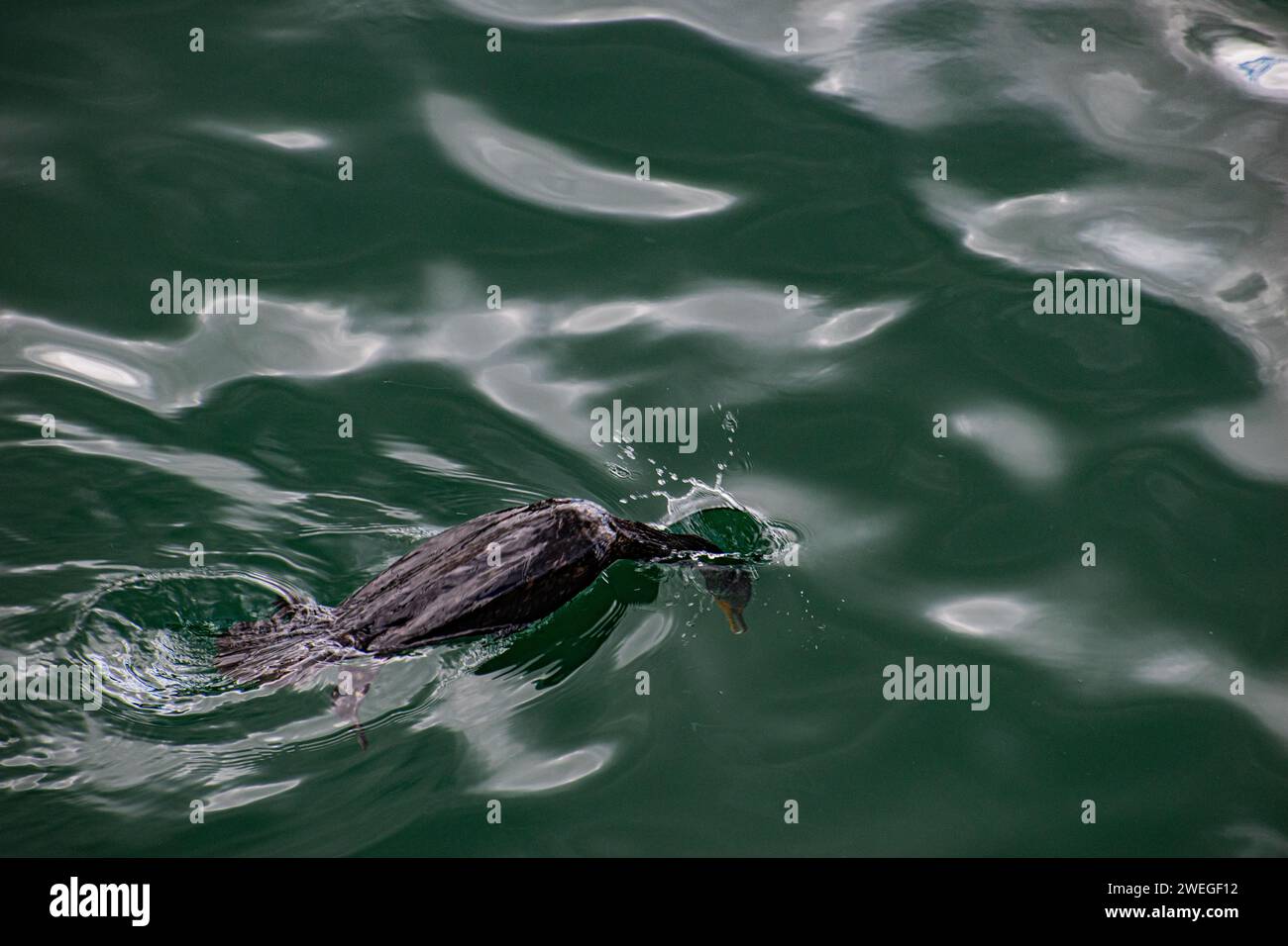 Life at Chatham Pier - Cape Cod, New England Foto Stock