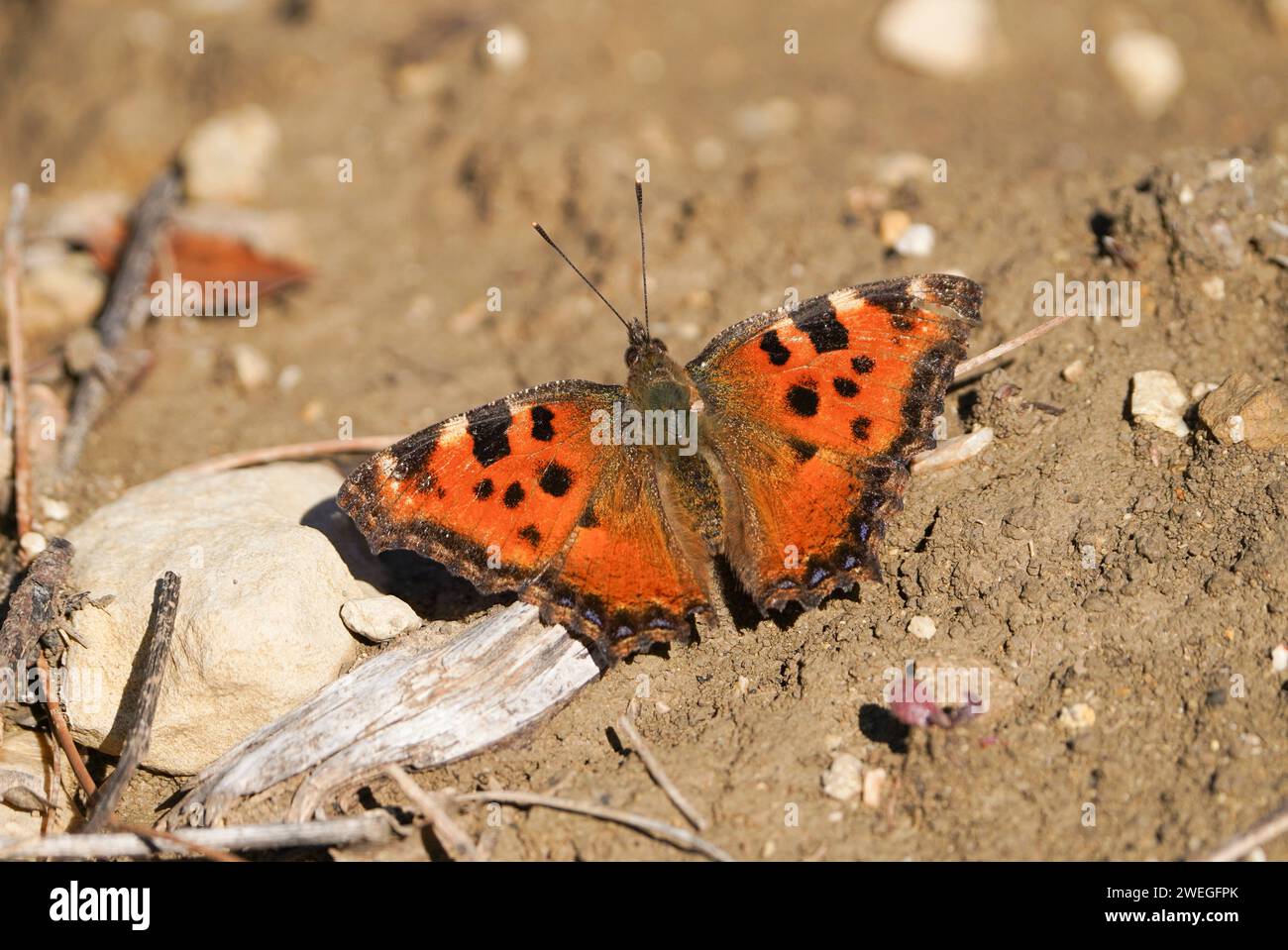 Grande tartaruga (Nymphalis polychloros) farfalla prendere un po' di sole nel pomeriggio a januari, Andalusia, Spagna. Foto Stock