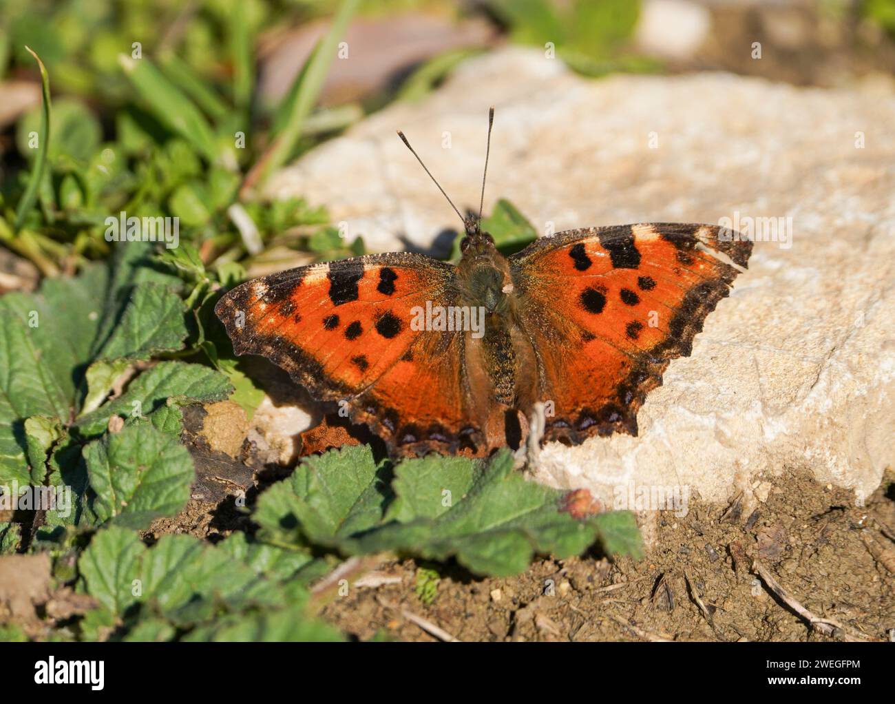 Grande tartaruga (Nymphalis polychloros) farfalla prendere un po' di sole nel pomeriggio a januari, Andalusia, Spagna. Foto Stock