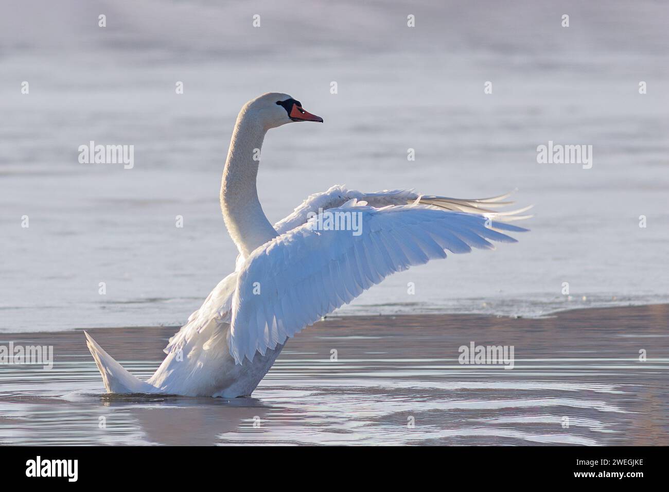 I cigni muti che battono le ali in una giornata fredda (Cygnus olor); questi uccelli rimangono nelle zone non congelate dei laghi in inverno Foto Stock