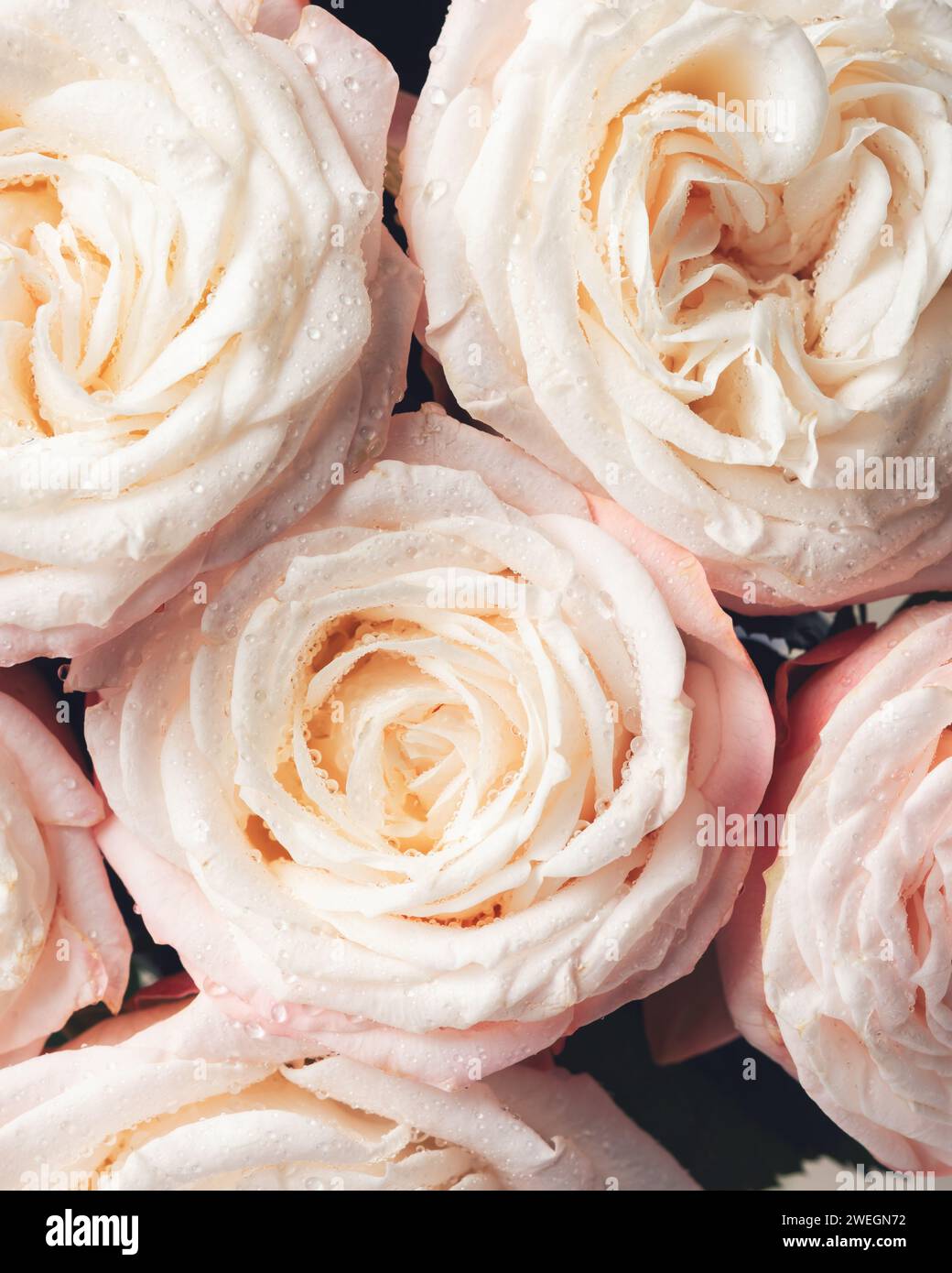 Primi piani di delicate rose pastello. Fiori cremosi e rosa. Foto Stock