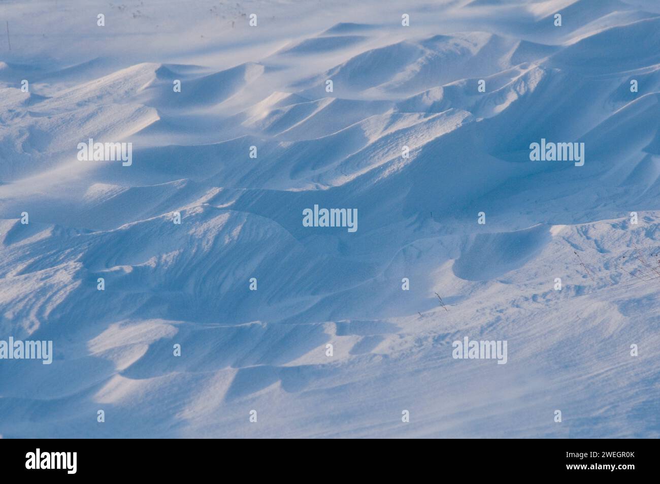 Piccole gocce di neve causate da venti di tormenta, 1002 pianure costiere dell'Arctic National Wildlife Refuge, Alaska Foto Stock
